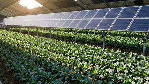 Câmpuri agricole sub panouri solare, combinând agricultura cu energia.